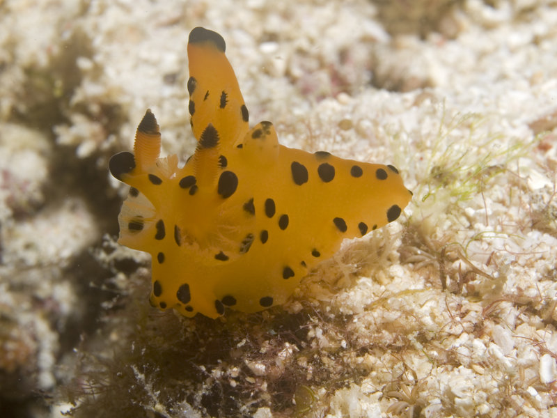 Nudibranch, Mabul, Stingray City